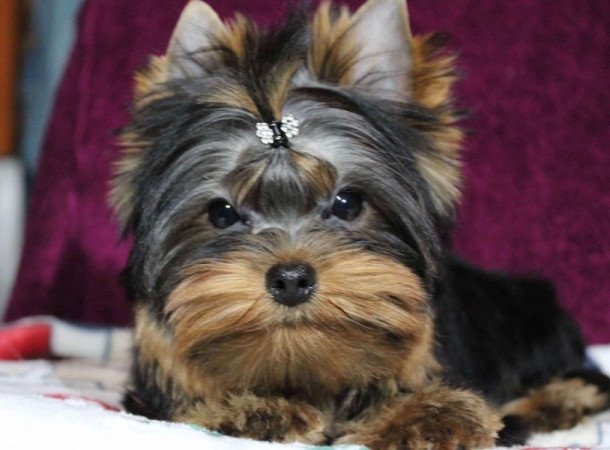 Yorkshire Terrier