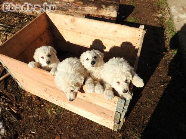 Négy kuvasz jellegő kiskuyta  várja az új gazdit