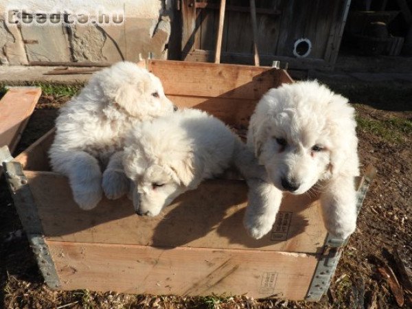 Négy kuvasz jellegő kiskuyta  várja az új gazdit