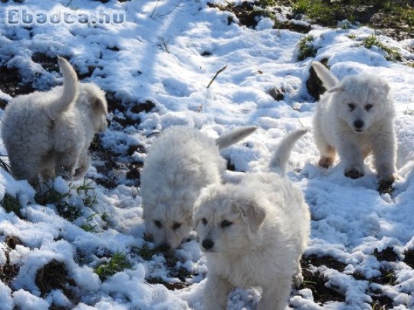 Négy kuvasz jellegő kiskuyta  várja az új gazdit