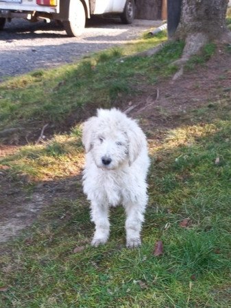 Komondor