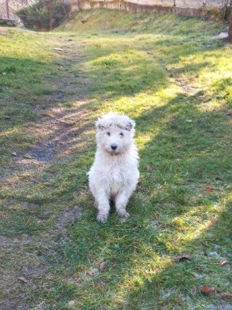 Komondor