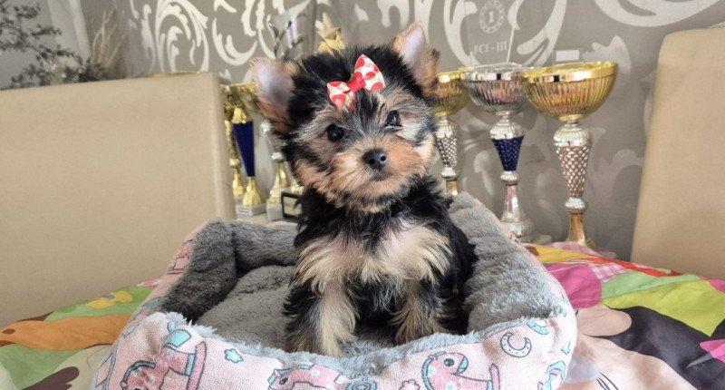 Yorkshire terrier