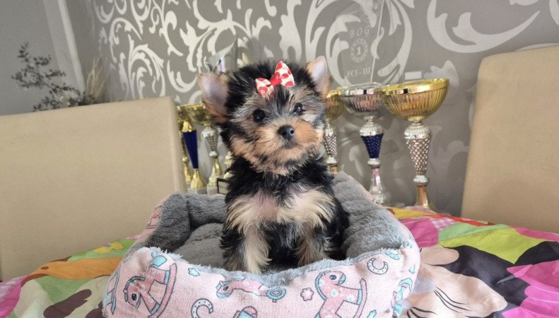 Yorkshire terrier