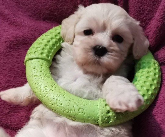 Bichon havanese