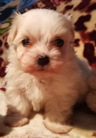 Bichon havanese