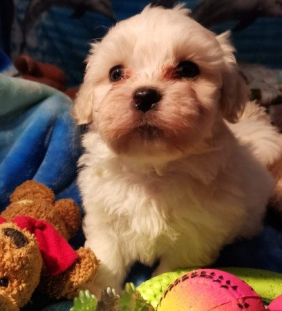 Bichon havanese