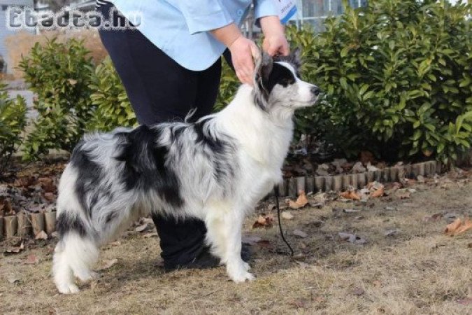 Border collie blue merle szuka