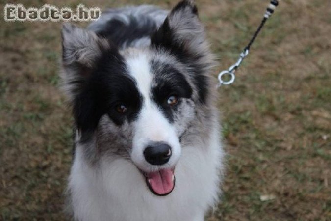 Border collie blue merle szuka