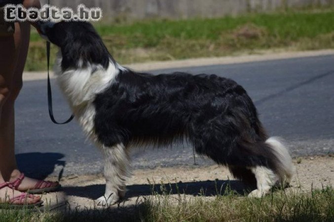 Border collie kan jelképes összegért