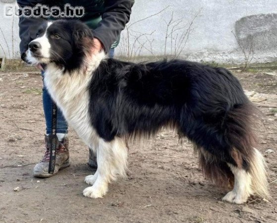 Border collie kan jelképes összegért