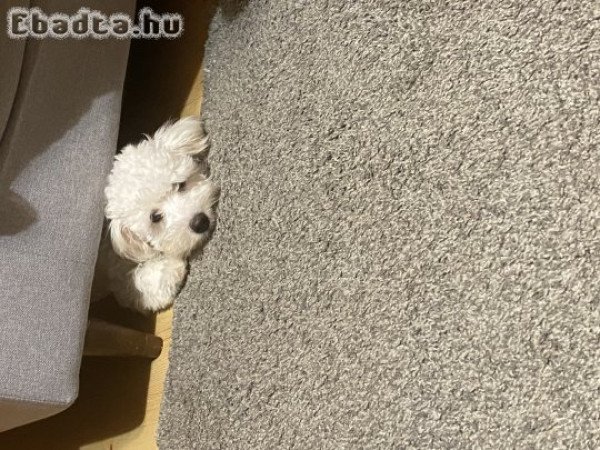 Eladó Bichon Havanese kiskutya.