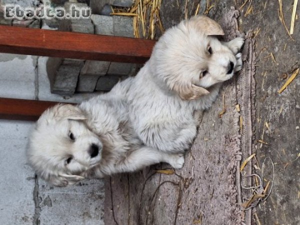 Golden retriever kiskutyák