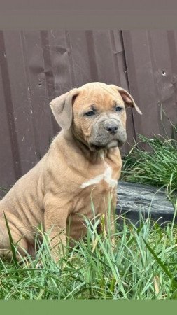 Amerikai staffordshire terrier