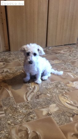 6 honapos hófehér bichon havanese