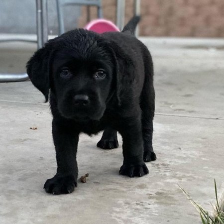 Labrador retriever