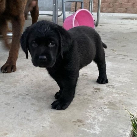 Labrador retriever