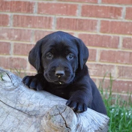 Labrador retriever