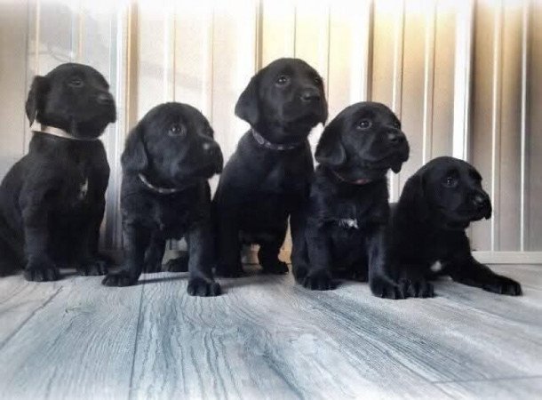 Labrador retriever