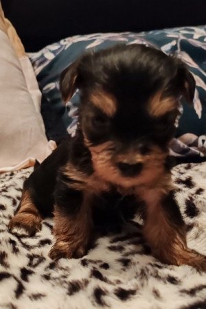 Yorkshire terrier