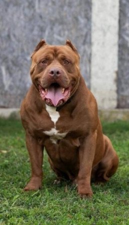 Pitbull