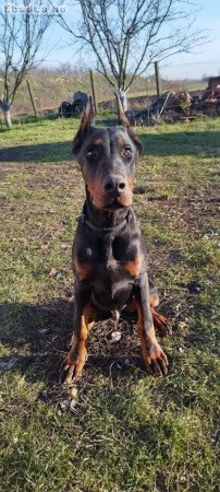 Dobermann fiú 5 hónapos