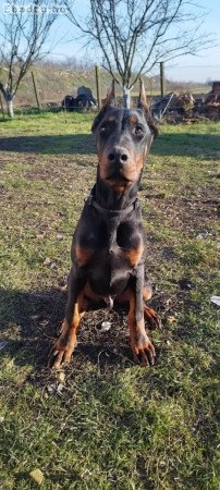 Dobermann fiú 5 hónapos