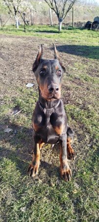 Dobermann fiú 5 hónapos