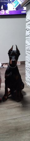 Dobermann fiú 5 hónapos