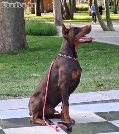 Dobermann kiskutyák gazdit keresnek!