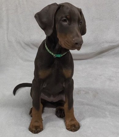 Dobermann