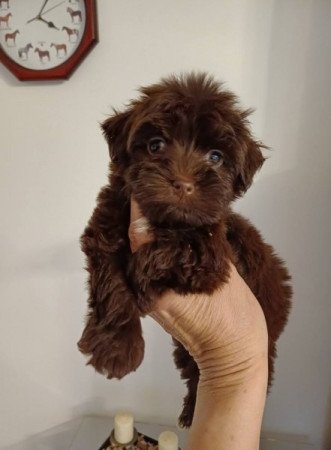 bichon havanese