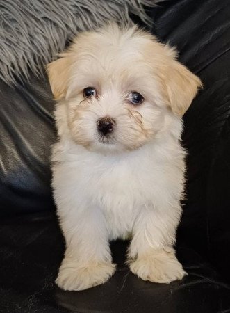 bichon havanese