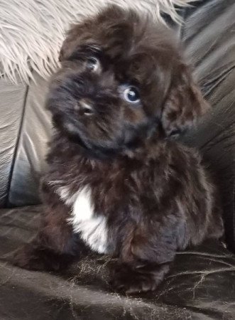 bichon havanese