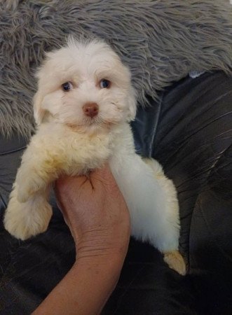 bichon havanese