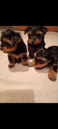 Yorkshire terrier