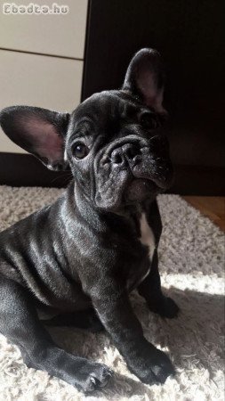 Francia bulldog kölykök