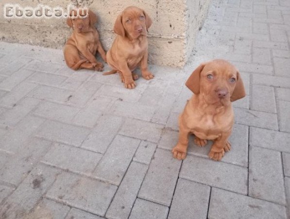 Magyar vizsla kiskutyák keresnek szerető gazdit!