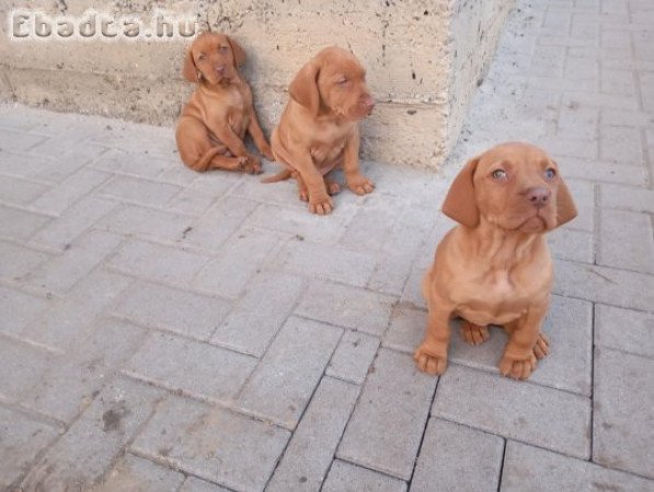 Magyar vizsla kiskutyák keresnek szerető gazdit!