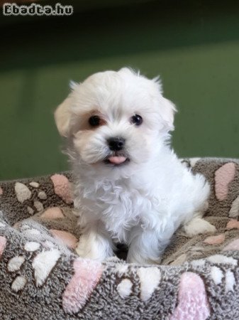 Gyönyörű bichon havanese eladó kiskutyák