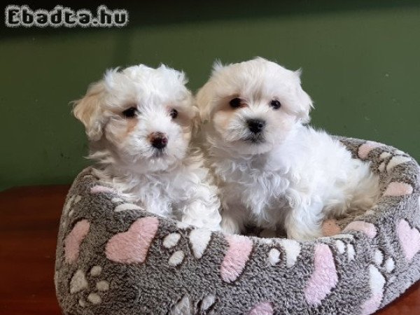 Gyönyörű bichon havanese eladó kiskutyák