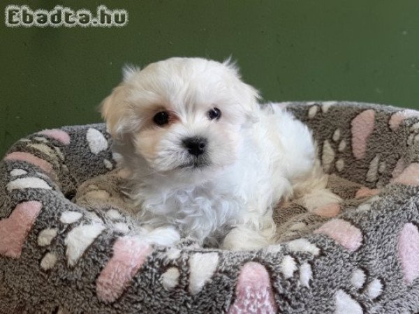 Gyönyörű bichon havanese eladó kiskutyák