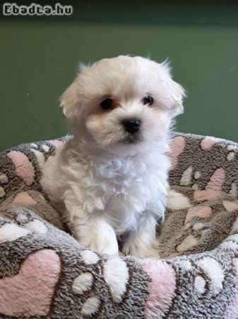 Gyönyörű bichon havanese eladó kiskutyák