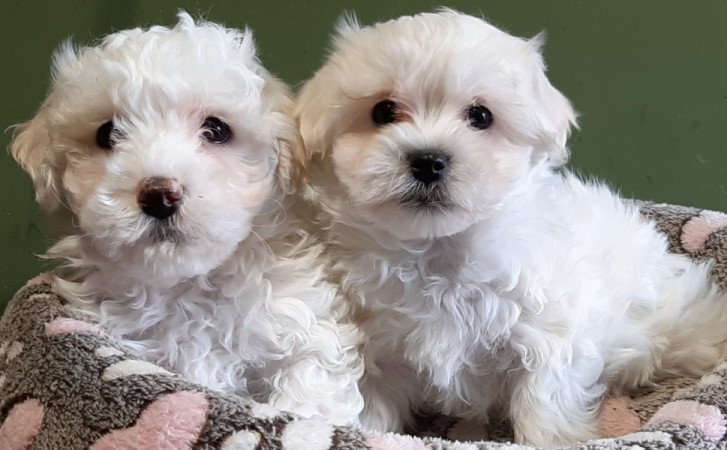 Bichon havanese