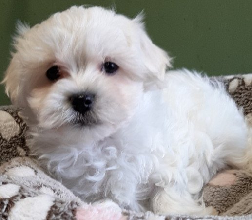 Bichon havanese