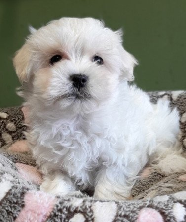 Bichon havanese