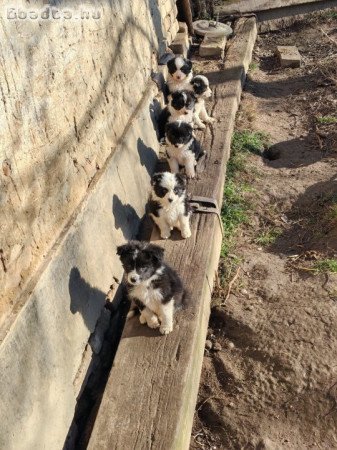 Border collie kiskutyák