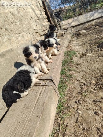 Border collie kiskutyák