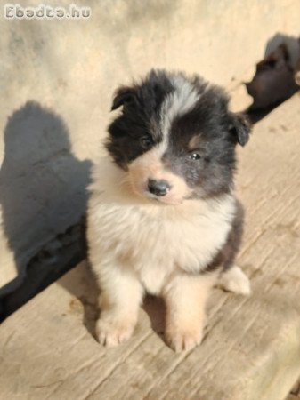 Border collie kiskutyák