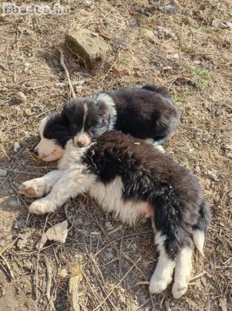 Border collie kiskutyák